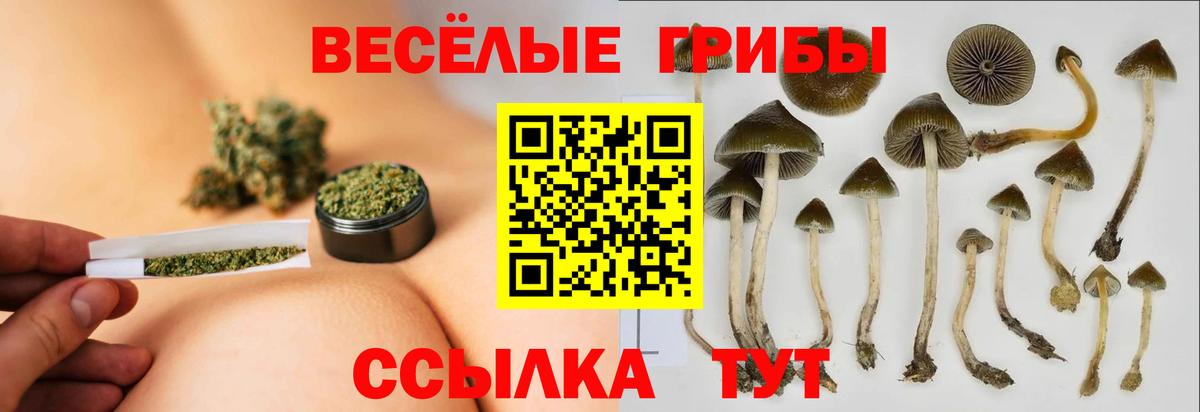 Галлюциногенные грибы Psilocybe Ишим